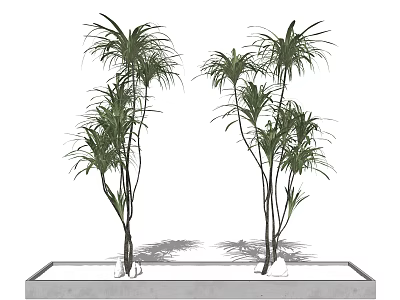 Decorative Bonsai Potted Plants With Tall Slender Leaves In Rectangular Concrete Planter 3d model