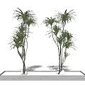 Decorative Bonsai Potted Plants With Tall Slender Leaves In Rectangular Concrete Planter