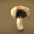Fresh Natural Mushroom With White Cap Brown Spots And Smooth Stem On Plain Brown Background