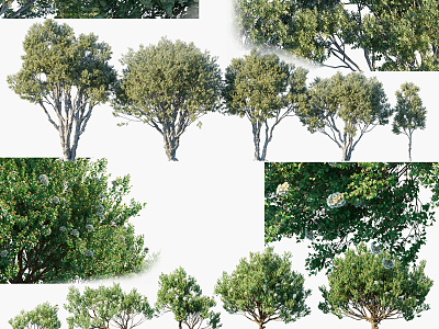 Modern Tree Landscape Tree 3d model