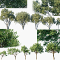 Modern Tree Landscape Tree 3d model