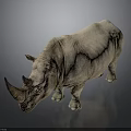 White Rhinoceros Standing Against Dark Background With Detailed Skin Texture And Horns