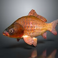 Vibrant Orange And Golden Carp Fish With Shiny Red Scales And Reflection