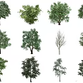 The Modern Tree 3d model