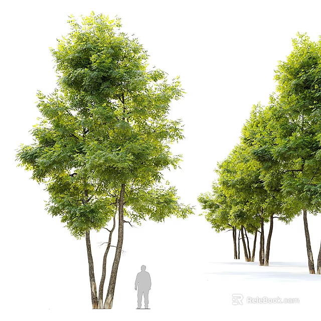 Tall Arbor Trees With Green Foliage And Brown Trunks Arranged In Landscape With Human Silhouette 3d model 