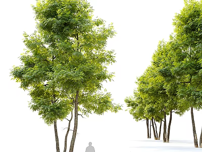 Tall Arbor Trees With Green Foliage And Brown Trunks Arranged In Landscape With Human Silhouette 3d model