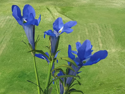 Vibrant Blue Flowers Blooming Beautifully In Outdoor Natural Green Grass Field 3d model