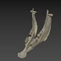 Game Movie Character White Jawbone Skeleton Model With Teeth Structure On Black Background