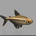 Silver And Brown Striped Fish With Black Fins And Orange Eyes On Light Blue Background