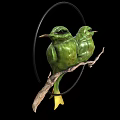 Two Green Hummingbirds Perched on Branch in Circular Frame with Black Background