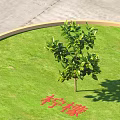 Efficient Commercial Equipment For Lemon Tree Cultivation On Lush Green Grassland Area