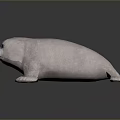 Cute Pink Seal Isolated On Black Background With Reflection