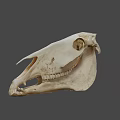 Detailed Horse Skull Skeleton With Natural Bone Texture And Teeth 3d model