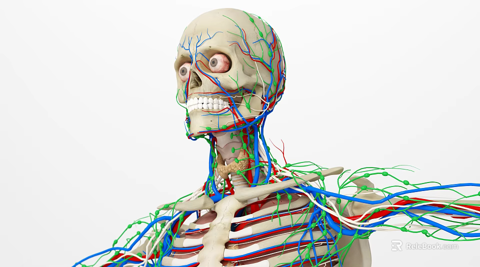 Medical Device Skeleton Model Displaying Blood Vessels Nerves in Head and Neck Anatomy 3d model 