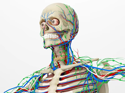 Medical Device Skeleton Model Displaying Blood Vessels Nerves in Head and Neck Anatomy 3d model