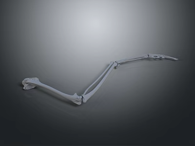 White Skeletal Mechanical Arm Structure With Multiple Joints On Dark Background 3d model
