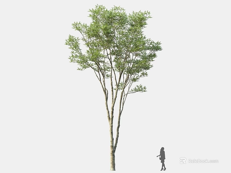 Tall Lush Tree With Green Foliage And Straight Trunk Near A Walking Figure 3d model 