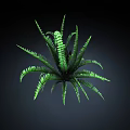 Green Fern Plant With Radiant Leaves And Slender Serrated Edges On Dark Background