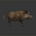 Brown Furred Wild Boar With Sharp Tusks Standing On Gray Background