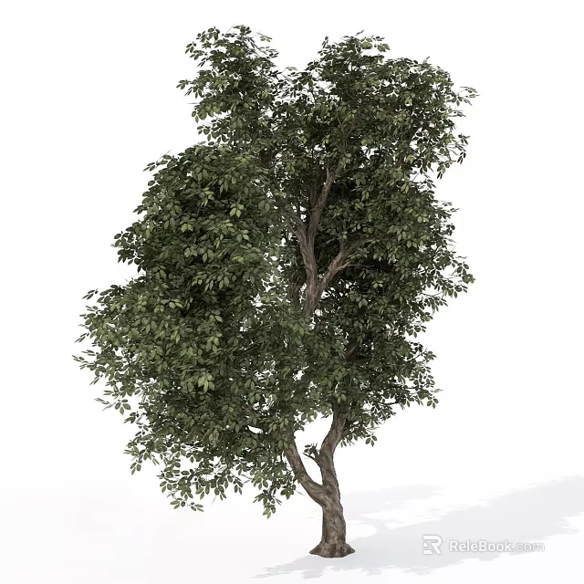 Single Arbor With Lush Green Leaves And Sturdy Trunk On White Background 3d model 