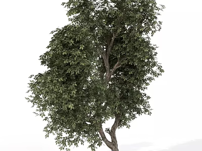 Single Arbor With Lush Green Leaves And Sturdy Trunk On White Background 3d model