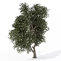 Single Arbor With Lush Green Leaves And Sturdy Trunk On White Background