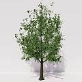 modern tree magnolia tree plant 3d model