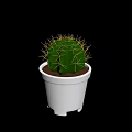 Green Cactus Plant With Yellow Thorns In White Pot And Brown Soil