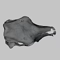 White Animal Skull With Detailed Skeletal Structure On Black Background