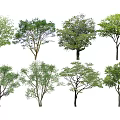 Various Arbor Trees Featuring Green Leaves And Different Canopy Shapes 3d model