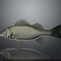 Realistic Silver Spotted Bass Fish on Gray Background With Reflection
