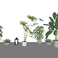 Various Potted Plants Arranged With Lantern In Minimalist White Interior Space