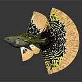 Vibrant Aquatic Fish with Yellow and Black Patterned Flowy Decorative Tail Design