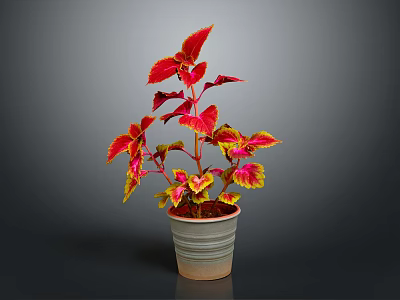 Vibrant Potted Plant with Red and Yellow Leaves in Gray Ceramic Pot 3d model