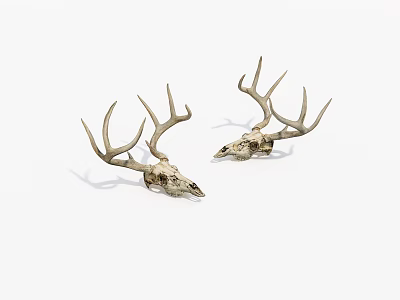 Pair of Natural Deer Skull Antlers as Decorative Wall Hanging Art 3d model