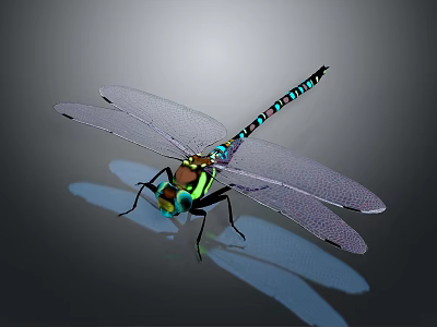 Vibrant Dragonfly With Transparent Wings Blue Green Stripes And Detailed Green Eyes 3d model