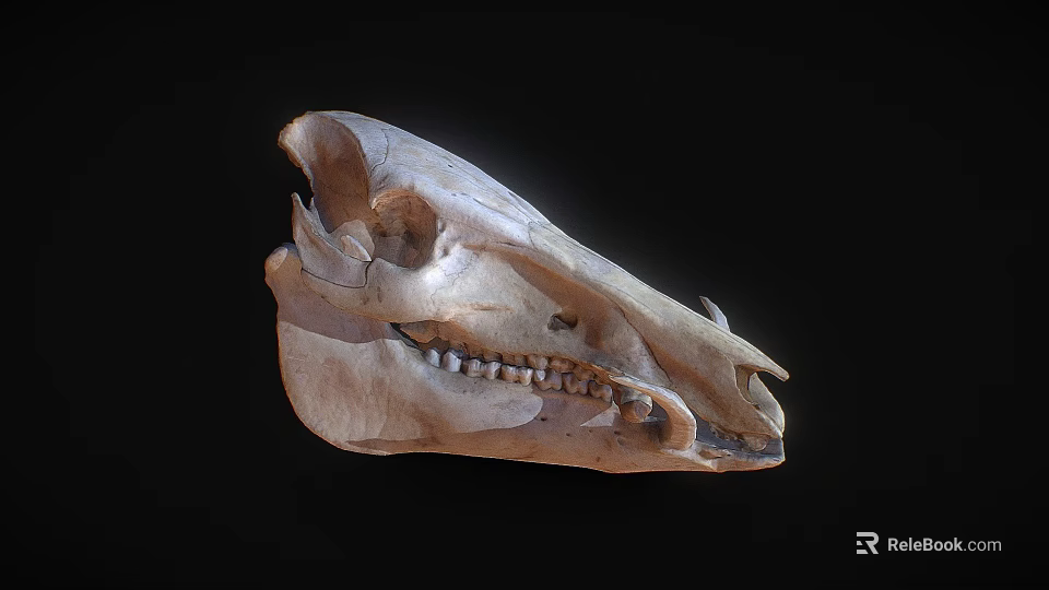 Detailed Animal Skull With Natural Bone Structure Isolated On Black Background 3d model 