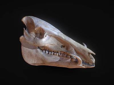 Detailed Animal Skull With Natural Bone Structure Isolated On Black Background 3d model