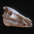 Detailed Animal Skull With Natural Bone Structure Isolated On Black Background