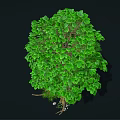 Cartoon Scene Of Lush Green Tree With Thick Trunk Small Plants And Stones At Roots