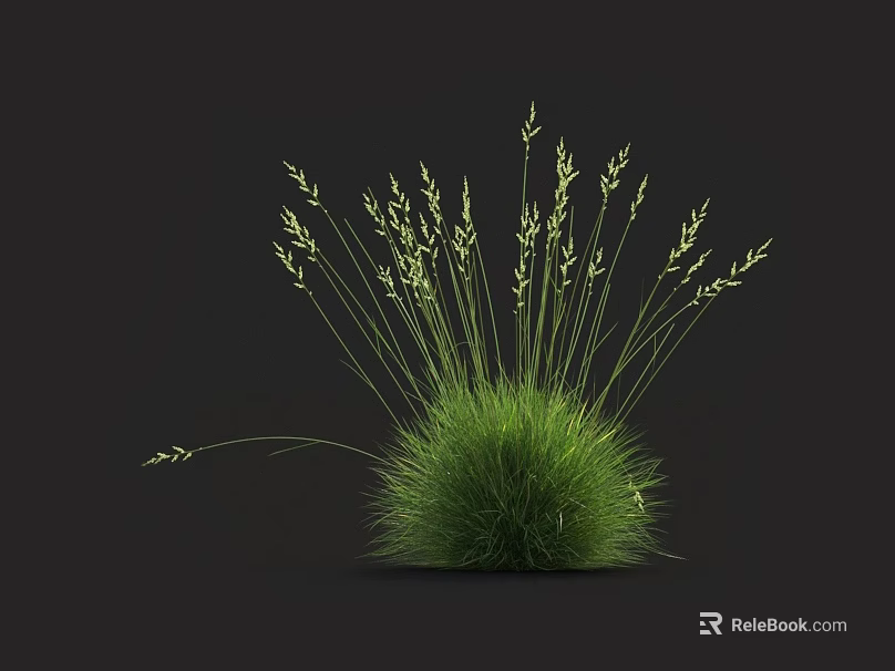 Green Grass with Slender Stems and Tiny Spikes on Top Against Black Background Naturally Growing 3d model 