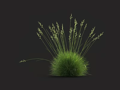 Green Grass with Slender Stems and Tiny Spikes on Top Against Black Background Naturally Growing 3d model