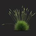 Green Grass with Slender Stems and Tiny Spikes on Top Against Black Background Naturally Growing