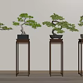 Four Bonsai Plants Displayed on Wooden Stands with Light Colored Wall and Floor