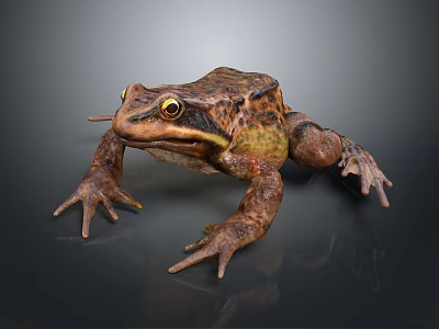 Brown And Yellow Skin Frog With Large Eyes Lying On Black Surface 3d model