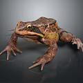 Brown And Yellow Skin Frog With Large Eyes Lying On Black Surface
