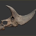 Modern Skeleton Triceratops Skeleton Triceratops Skull Triceratops Fossil Dinosaur Fossil 3d model