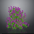 Lush Plant with Purple Flowers and Green Leaves Against Dark Background