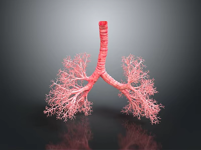Detailed 3D Anatomical Model of Human Lungs with Bronchial Tree Structure 3d model