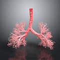 Detailed 3D Anatomical Model of Human Lungs with Bronchial Tree Structure